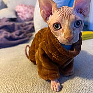 Rata Bizcocho joined the competition — help win amazing prizes! animal, blanket, cat, closeup, couch, cozy, curious, domestic, ears, eyes, feline, furniture, hairless, indoor, pet, portrait, soft, sphynx_cat, sweater, texture