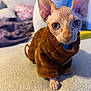 animal, blanket, cat, closeup, couch, cozy, curious, domestic, ears, eyes, feline, furniture, hairless, indoor, pet, portrait, soft, sphynx_cat, sweater, texture