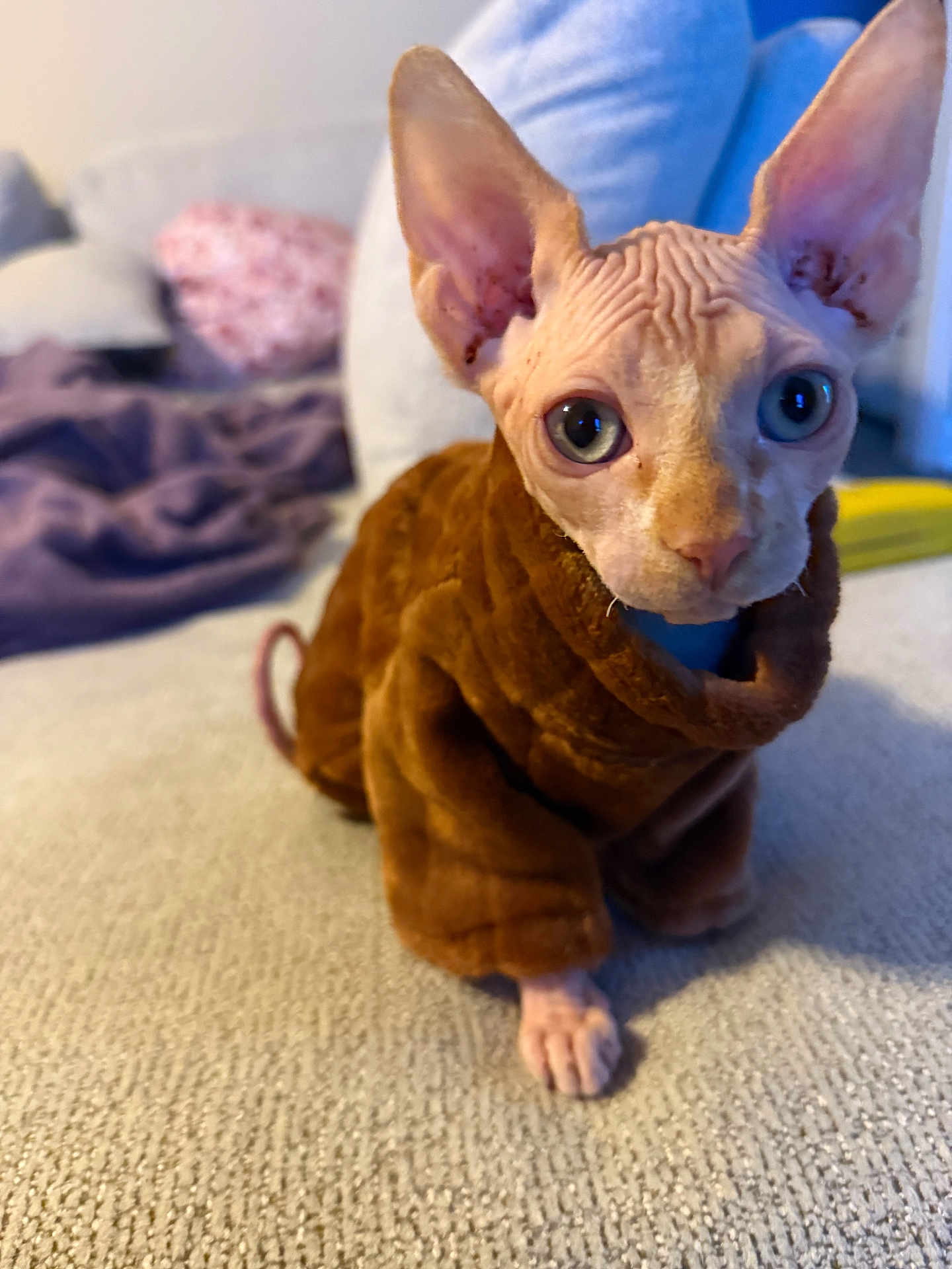 Rata Bizcocho joined the competition — help win amazing prizes! animal, blanket, cat, closeup, couch, cozy, curious, domestic, ears, eyes, feline, furniture, hairless, indoor, pet, portrait, soft, sphynx_cat, sweater, texture