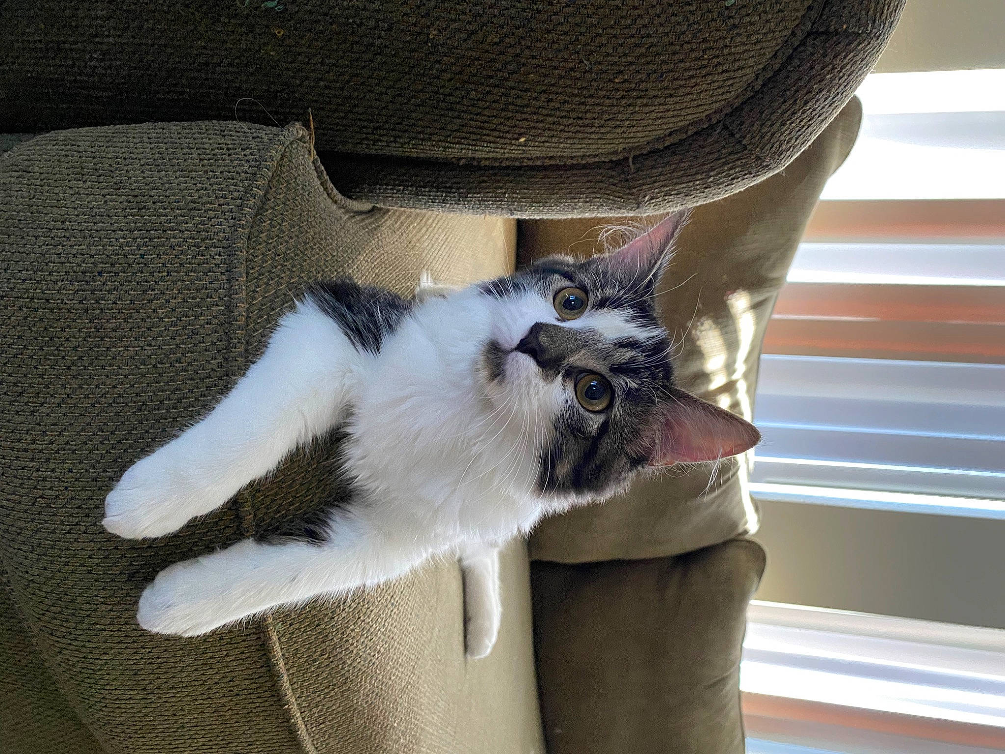 Indigo is registered to the contest to win money with this photo: automotive_tire, carnivore, cat, claw, comfort, domestic_short_haired_cat, fawn, felidae, foot, fur, grey, hardwood, human_leg, paw, small_to_medium_sized_cats, snout, tail, whiskers, window, wood