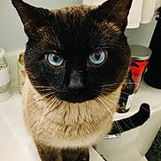 Jackson is registered to the contest to win money with this photo: cat, siamese, blue_eyes, close_up, pet, animal, curious, whiskers, fur, bathroom, sink, toiletries, soap_dispenser, candle, towel, toilet, tail, domestic_animal, portrait, indoor