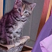 Lola joined the competition — help win amazing prizes! animal, basket, cat, closeup, curious, domestic, door, ears, feline, fur, furniture, household, indoor, kitten, pet, purple_cloth, sitting, tabby, whiskers, young_animal