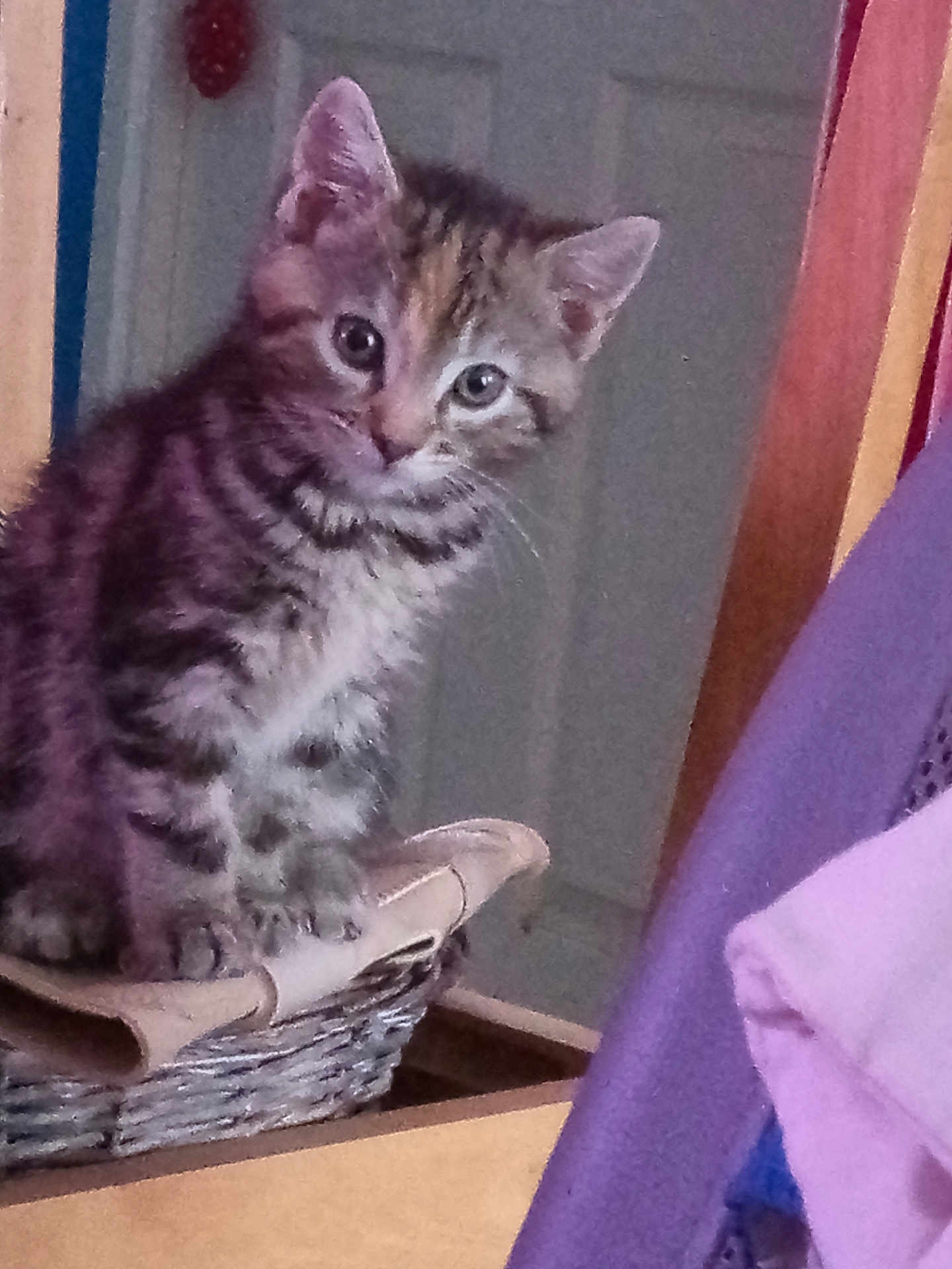 Lola