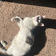 Peanut joined the competition — help win amazing prizes! carpet, cat, cozy, ear, feline, fur, gray_spot, home, indoor, lying_down, paw, pet, pink_nose, relaxed, shadow, sock, sunlight, texture, whiskers, white_cat