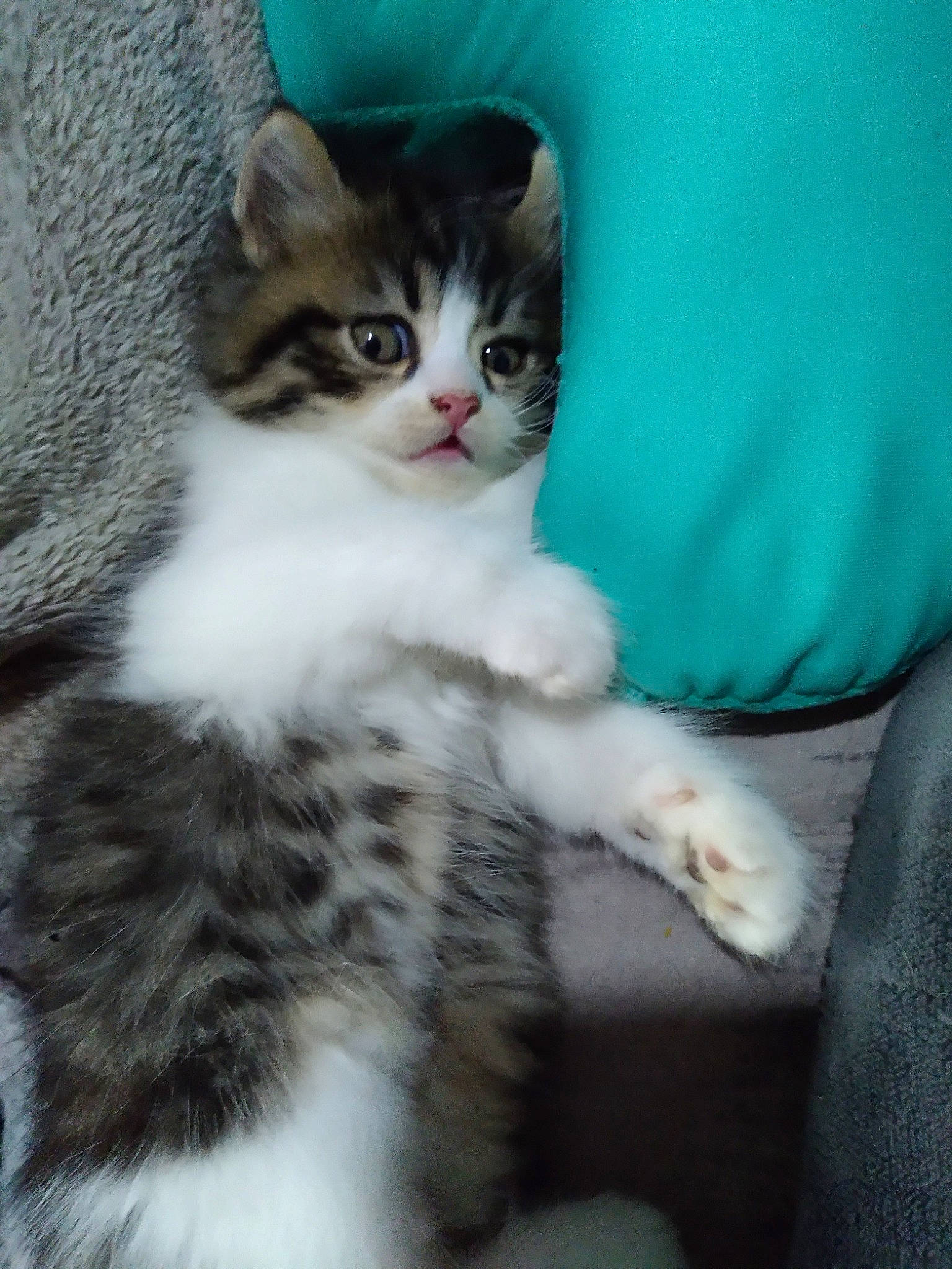 Ralf a rejoint le concours — aidez-le/la à gagner de superbes lots ! aegean_cat, american_curl, american_wirehair, british_semi_longhair, carnivore, cat, domestic_long_haired_cat, domestic_short_haired_cat, european_shorthair, felidae, kitten, mammal, norwegian_forest_cat, polydactyl_cat, ragamuffin, scottish_fold, siberian, small_to_medium_sized_cats, vertebrate, whiskers