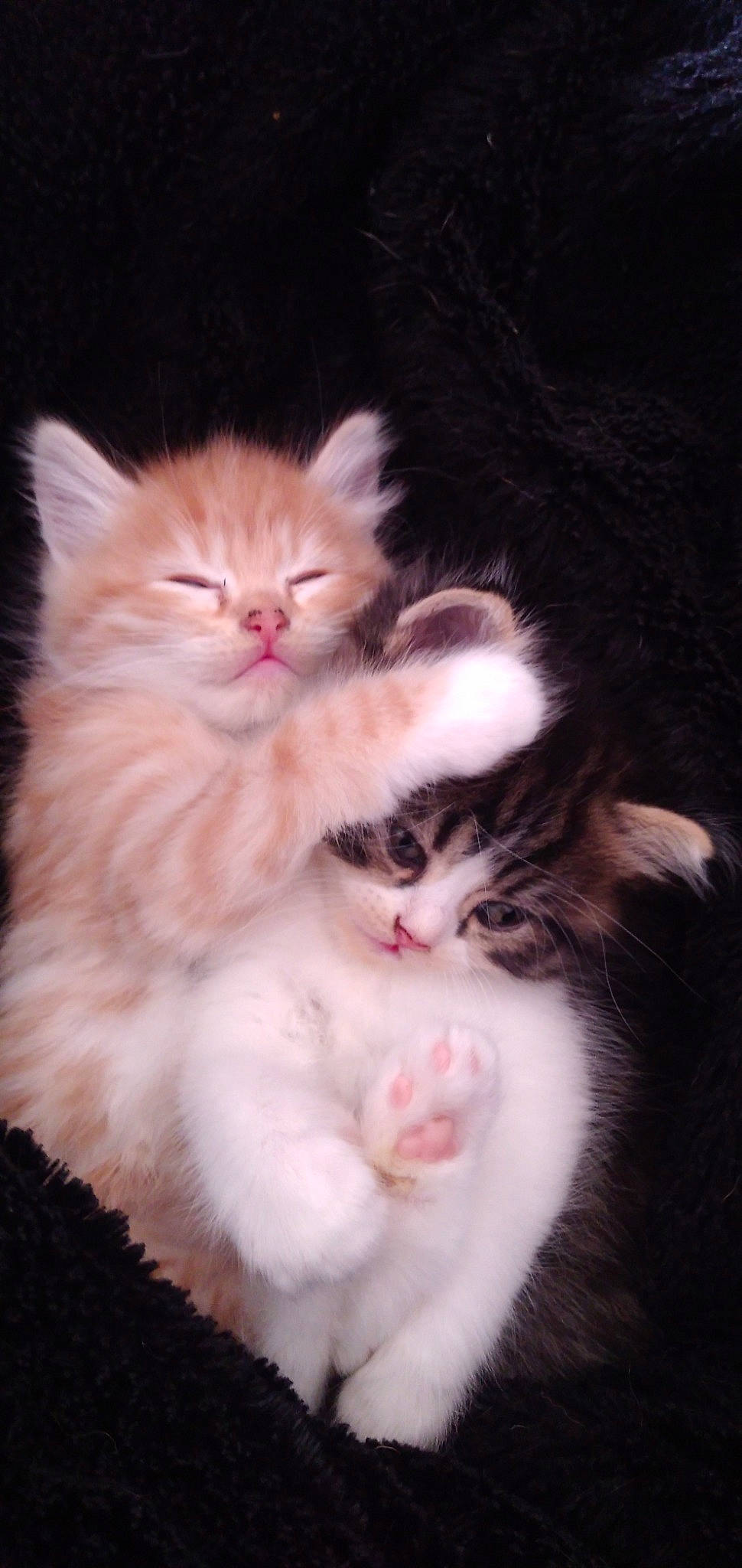 Ralf participe au concours pour gagner de l'argent avec cette photo : american_curl, asian_semi_longhair, british_semi_longhair, carnivore, cat, cymric, domestic_long_haired_cat, felidae, kitten, mammal, norwegian_forest_cat, persian, polydactyl_cat, ragamuffin, ragdoll, siberian, small_to_medium_sized_cats, turkish_angora, vertebrate, whiskers