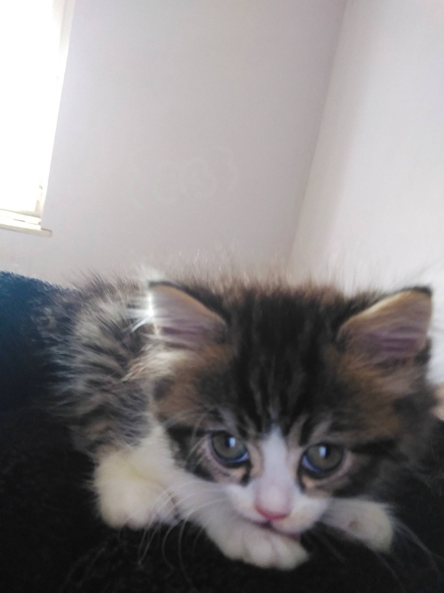 Ralf a rejoint le concours — aidez-le/la à gagner de superbes lots ! american_curl, carnivore, cat, cymric, domestic_long_haired_cat, eye, fawn, felidae, fur, kitten, maine_coon, mammal, norwegian_forest_cat, persian, polydactyl_cat, ragamuffin, siberian, small_to_medium_sized_cats, vertebrate, whiskers