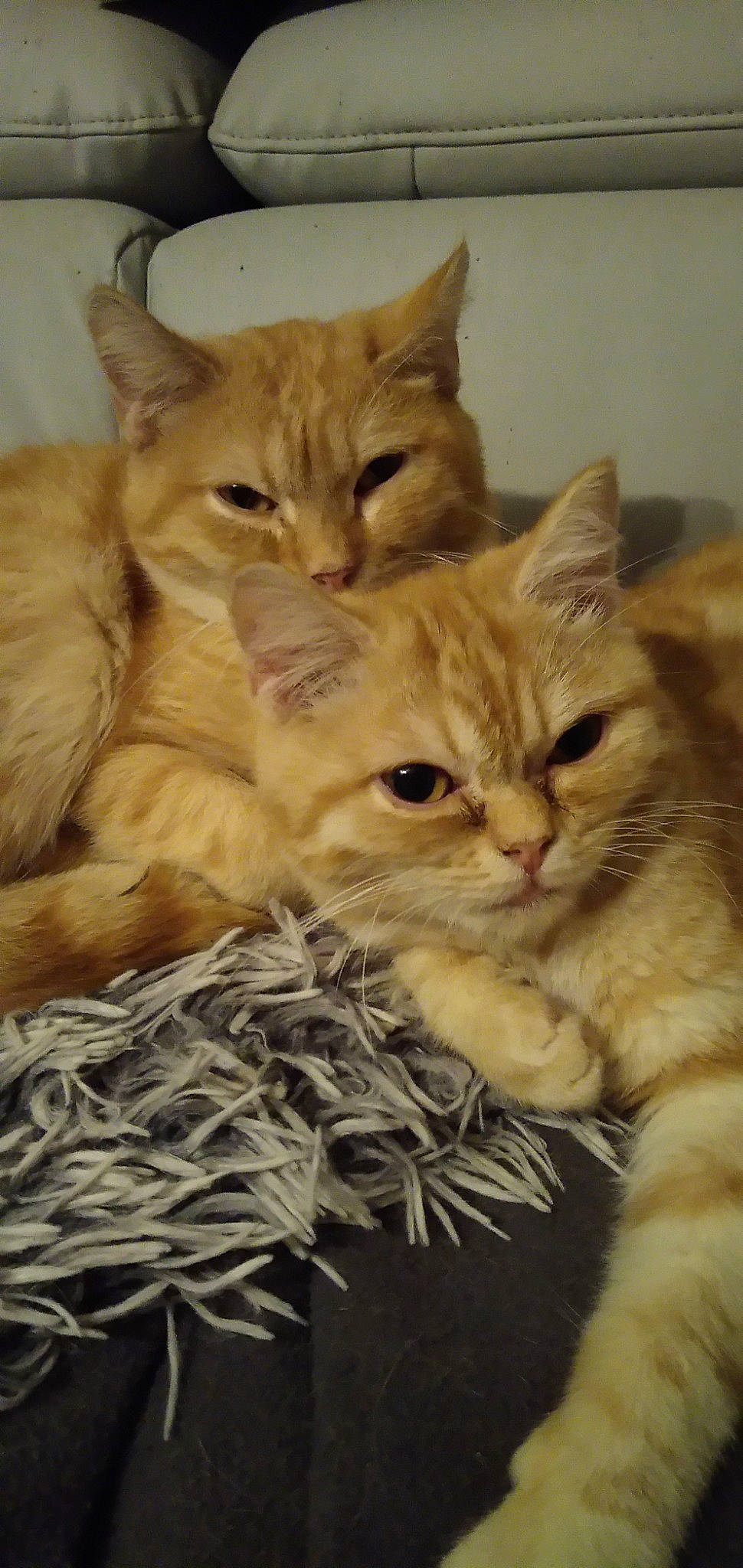 Pépère Et Rourou participe au concours pour gagner de l'argent avec cette photo : arabian_mau, asian, asian_semi_longhair, australian_mist, british_semi_longhair, carnivore, cat, domestic_long_haired_cat, domestic_short_haired_cat, european_shorthair, fawn, felidae, kitten, mammal, organism, pixie_bob, siberian, small_to_medium_sized_cats, tabby_cat, whiskers