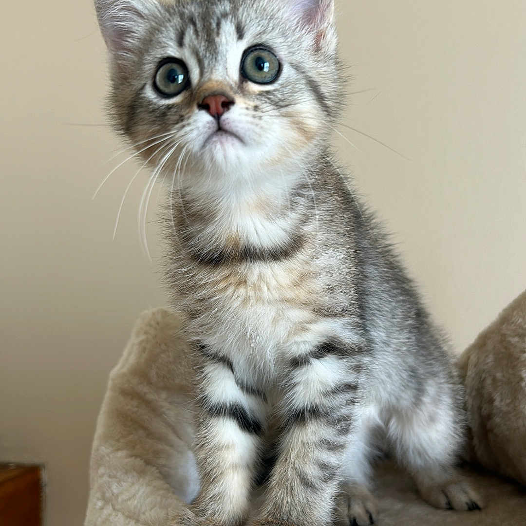 Bidou a rejoint le concours — aidez-le/la à gagner de superbes lots ! abyssinian, animal, cat, kitten, manx, pet, siamese