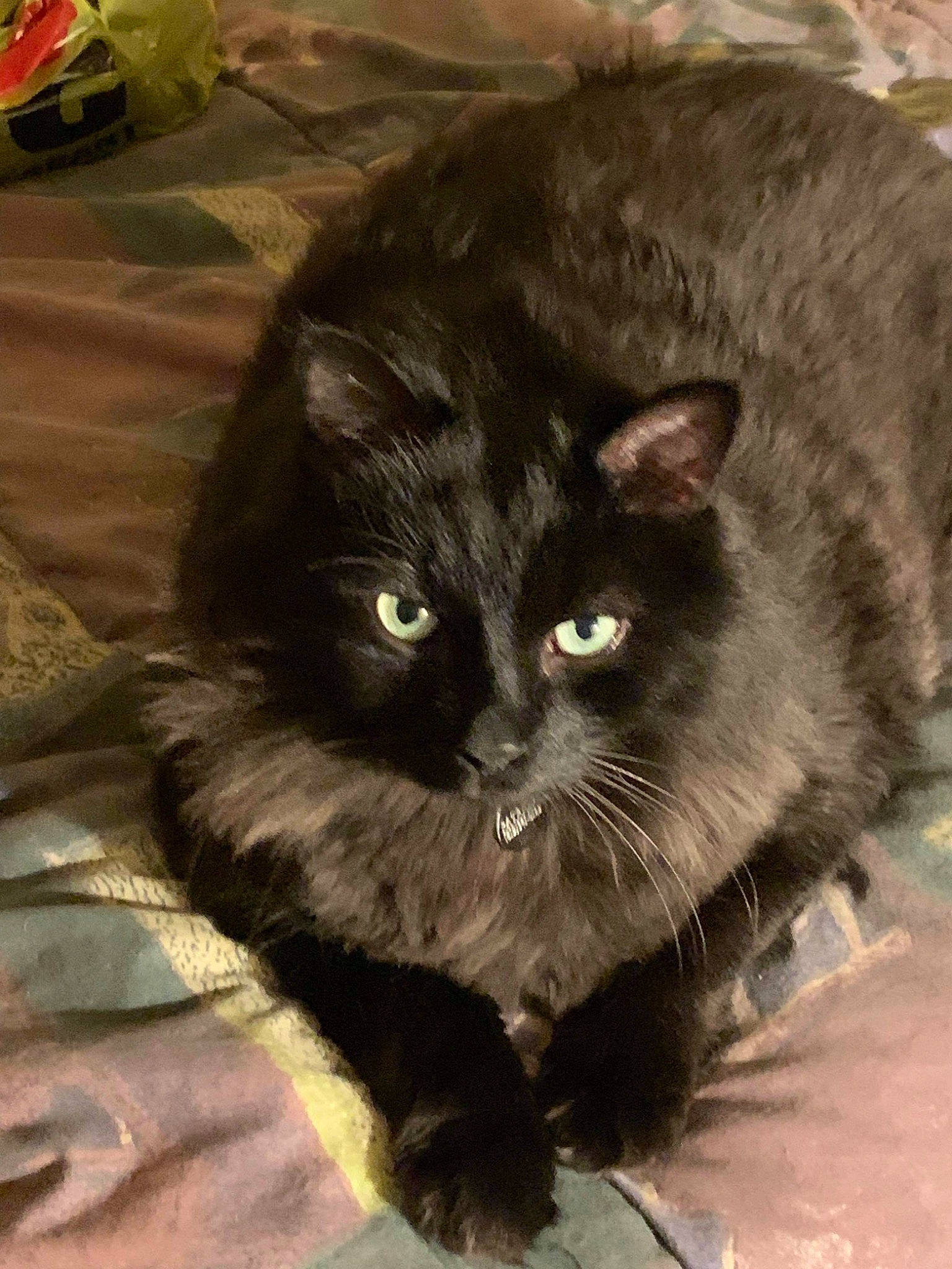 Blacky a rejoint le concours — aidez-le/la à gagner de superbes lots ! black_cat, carnivore, cat, claw, comfort, domestic_short_haired_cat, fawn, felidae, fur, paw, serveware, sitting, small_to_medium_sized_cats, snout, tableware, tail, terrestrial_animal, whiskers, window