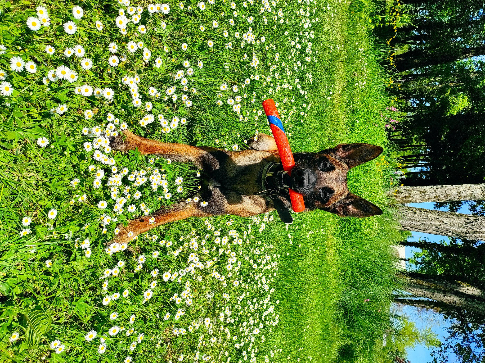 Rio participe au concours pour gagner de l'argent avec cette photo : carnivore, dog, fawn, flower, fun, grass, grass_family, green, groundcover, lawn, leisure, meadow, natural_environment, people_in_nature, plant, shrub, tree, vegetation, water, working_animal