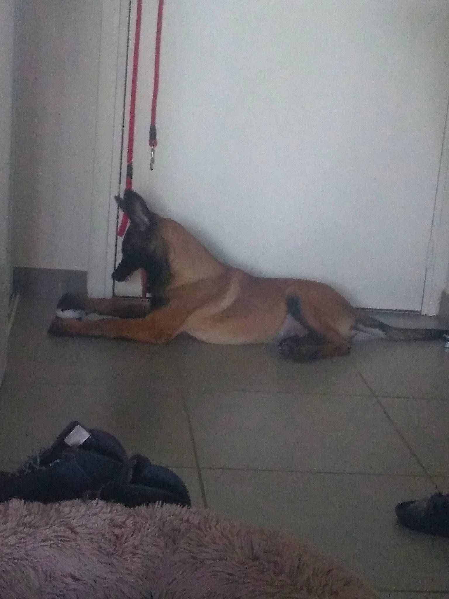 Rio participe au concours pour gagner de l'argent avec cette photo : boerboel, cane_corso, canidae, carnivore, dog, dog_breed, fawn, great_dane, guard_dog, non_sporting_group