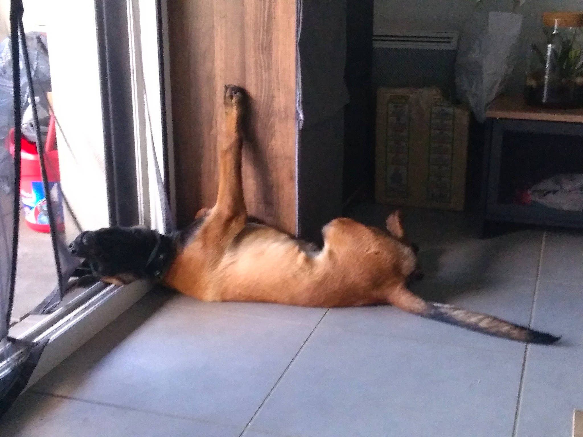 Rio participe au concours pour gagner de l'argent avec cette photo : canidae, carnivore, dog, dog_breed, fawn, great_dane, guard_dog, sporting_group