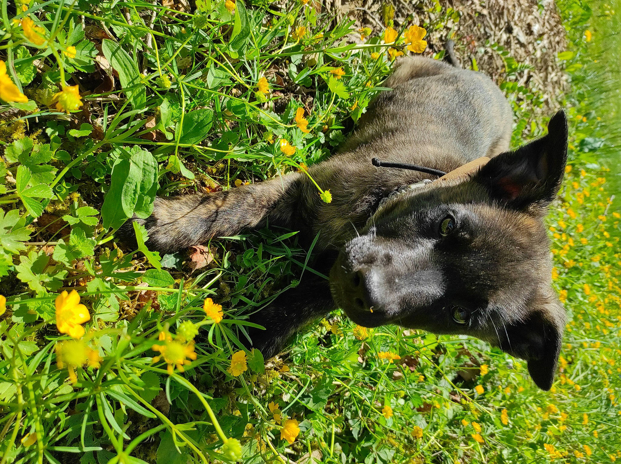 Mishka a rejoint le concours — aidez-le/la à gagner de superbes lots ! annual_plant, dog_breed, fawn, flower, flowering_plant, grass, grassland, groundcover, herb, herbaceous_plant, natural_landscape, pasture, plant, shrub, snout, suidae, terrestrial_animal, wildflower, wildlife, working_animal