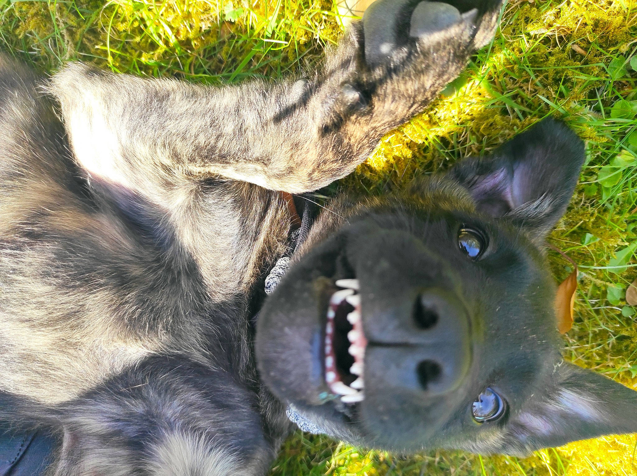 Mishka a rejoint le concours — aidez-le/la à gagner de superbes lots ! canidae, carnivore, close_up, dog_breed, fawn, felidae, foot, fur, grass, marsupial, organism, paw, plant, snout, tail, terrestrial_animal, tree, whiskers, wildlife, working_animal