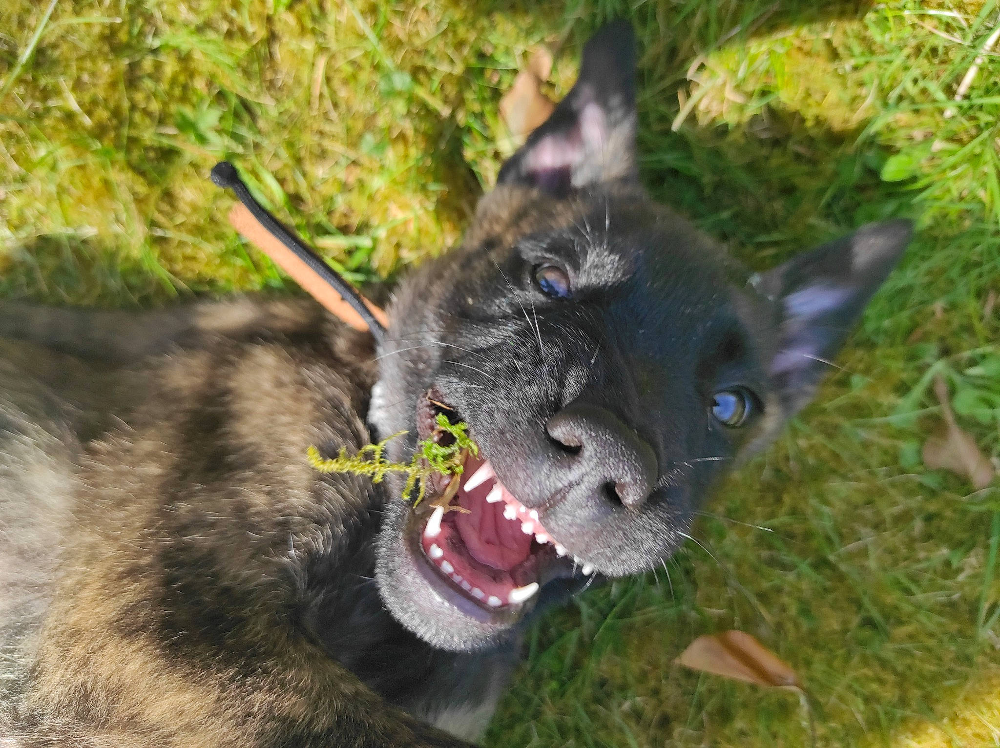 Mishka participe au concours pour gagner de l'argent avec cette photo : canidae, carnivore, collar, dog_breed, fang, fawn, felidae, fur, grass, mammal, paw, plant, small_to_medium_sized_cats, snout, sporting_group, tail, terrestrial_animal, vertebrate, whiskers, working_animal