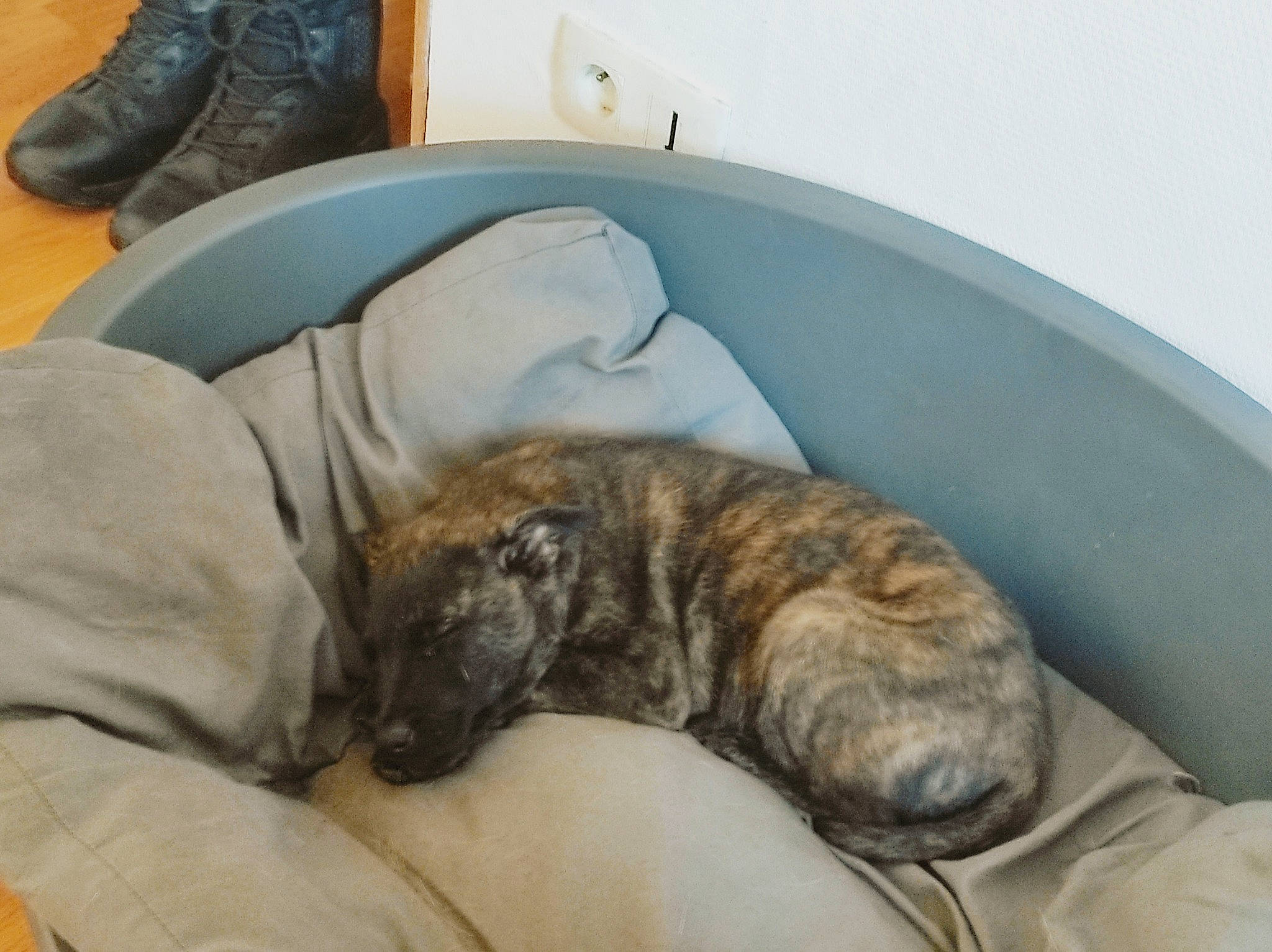 Mishka a rejoint le concours — aidez-le/la à gagner de superbes lots ! bedtime, canidae, carnivore, comfort, companion_dog, dog, dog_breed, duvet, fawn, felidae, fur, linens, nap, sleep, small_to_medium_sized_cats, snout, sporting_group, tail, terrestrial_animal, whiskers