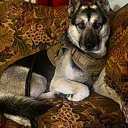 Odin joined the competition — help win amazing prizes! dog, german_shepherd, canine, pet, tactical_harness, couch, floral_pattern, indoor, animal, fur, ears, tail, resting, alert, brown, black, white, portrait, closeup, domestic