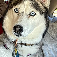 Shari Talccott joined the competition — help win amazing prizes! dog, husky, blue_eyes, close_up, pet, collar, animal, canine, fur, face, ears, car_interior, seat, window, tag, leash, domestic_animal, mammal, portrait, pet_accessory