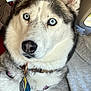 dog, husky, blue_eyes, close_up, pet, collar, animal, canine, fur, face, ears, car_interior, seat, window, tag, leash, domestic_animal, mammal, portrait, pet_accessory