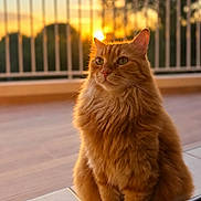 Oliver participe au concours pour gagner de l'argent avec cette photo : cat, ginger_cat, orange_fur, fluffy, longhaired, feline, portrait, sitting, balcony, terrace, sunset, golden_hour, outdoor, railing, tile_floor, green_eyes, whiskers, pet, animal, photography