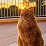 cat, ginger_cat, orange_fur, fluffy, longhaired, feline, portrait, sitting, balcony, terrace, sunset, golden_hour, outdoor, railing, tile_floor, green_eyes, whiskers, pet, animal, photography