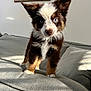 Hazel is registered to the contest to win money with this photo: puppy, dog, blue_eyes, couch, indoor, pet, fur, cute, animal, young_dog, living_room, portrait, furniture, cozy, sunlight, small_dog, brown_fur, white_fur, black_fur, ears