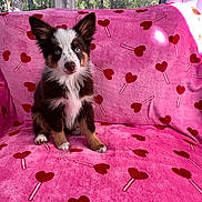 Hazel is registered to the contest to win money with this photo: puppy, dog, blue_eyes, tricolor, sitting, blanket, pink, heart_pattern, lollipops, indoor, window, sunlight, trees, cute, fur, pet, young, animal, adorable, cozy
