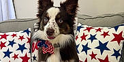 Hazel joined the competition — help win amazing prizes! dog, blue_eyes, bow_tie, couch, pillows, stars, indoor, pet, fur, sitting, cute, portrait, animal, domestic_animal, canine, alert, tri_color, decor, living_room, happy