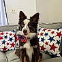dog, blue_eyes, bow_tie, couch, pillows, stars, indoor, pet, fur, sitting, cute, portrait, animal, domestic_animal, canine, alert, tri_color, decor, living_room, happy
