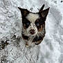 Hazel is registered to the contest to win money with this photo: puppy, dog, snow, blue_eyes, outdoor, winter, fur, animal, cute, pet, young_dog, curious, nature, cold, playful, nose, ears, looking_up, ground, daylight