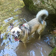 Luffy a rejoint le concours — aidez-le/la à gagner de superbes lots ! dog, canine, pet, animal, standing, shallow_water, stream, outdoors, nature, rocks, boulders, moss, water, wet, happy, smiling, tongue, fluffy_tail, collar, adventure