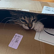 Luna is registered to the contest to win money with this photo: cat, cardboard_box, paw, whiskers, indoor, wooden_floor, curious, pet, animal, feline, playful, closeup, box, cute, domestic, fur, face, resting, cozy, home