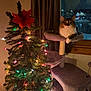 Luna joined the competition — help win amazing prizes! cat, cat_tree, christmas_tree, christmas_lights, poinsettia, window, night, curtains, indoor, cozy, furniture, pet, animal, holiday, decorations, fluffy, resting, warm_lighting, wooden_window_frame, colorful_lights