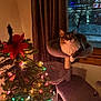 cat, cat_tree, christmas_tree, christmas_lights, poinsettia, indoor, window, night, snow, curtains, furniture, pet, cozy, festive, decorations, animal, feline, holiday, lights, tree