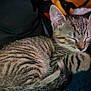 kitten, cat, sleeping, tabby, fur, whiskers, cute, pet, animal, resting, closeup, cozy, domestic, mammal, young, peaceful, feline, soft, curled, nap