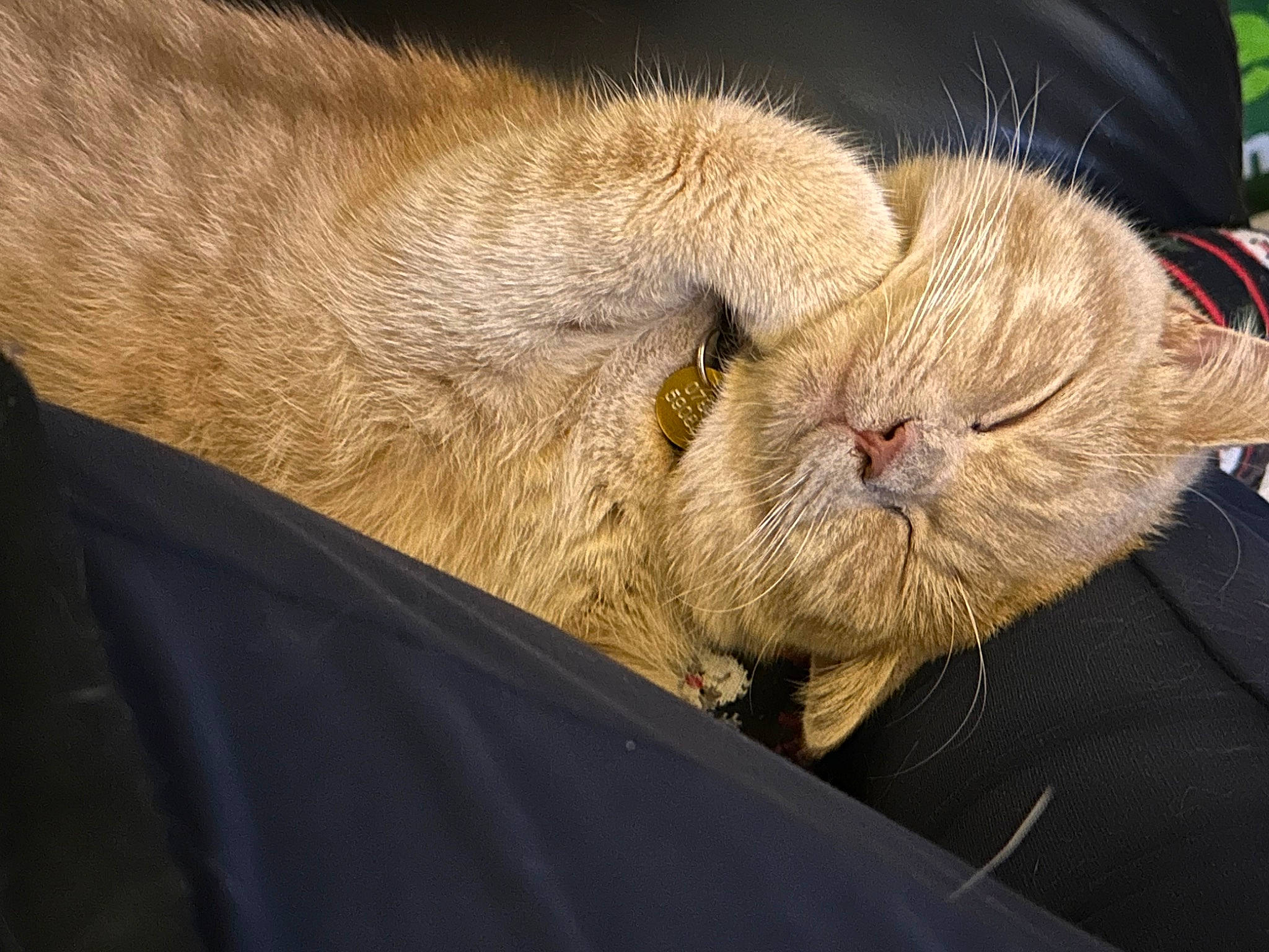 Oscar joined the competition — help win amazing prizes! carnivore, cat, claw, comfort, fawn, felidae, fur, nap, sleep, small_to_medium_sized_cats, tail, terrestrial_animal, whiskers, wood, wrinkle