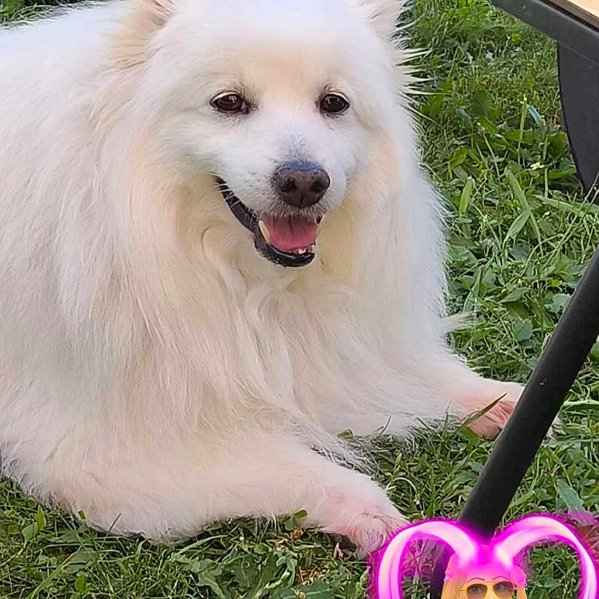 Simba participe au concours pour gagner de l'argent avec cette photo : dog, white_dog, fluffy, grass, outdoor, chair, black_chair, pet, happy, smiling, canine, paw, nature, animal, relaxed, snapshot, greenery, fur, daylight, companion