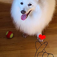 Simba participe au concours pour gagner de l'argent avec cette photo : dog, white_dog, fluffy, pet, indoor, wooden_floor, tennis_ball, tongue_out, happy, cute, love_emoji, cartoon_hand, overlay, playful, animal, companion, friendly, smiling, paw, domestic