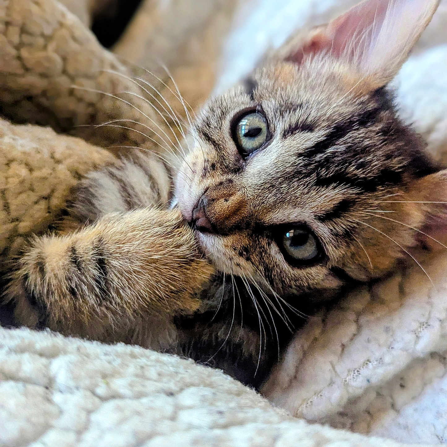 Asher participe au concours pour gagner de l'argent avec cette photo : cat, kitten, tabby, feline, pet, animal, fur, whiskers, eyes, paws, striped_coat, sleepy, cozy, blanket, indoor, close_up, portrait, cuddly, relaxed, cute