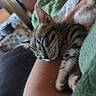 Asher participe au concours pour gagner de l'argent avec cette photo : kitten, cat, tabby, sleeping, resting, pet, animal, fur, whiskers, ears, paws, close_up, portrait, cozy, blanket, human_arm, indoors, home, cute, relaxed