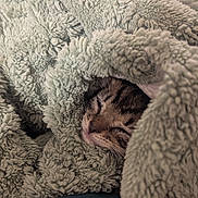 Asher a rejoint le concours — aidez-le/la à gagner de superbes lots ! cat, kitten, tabby, sleeping, cozy, blanket, fluffy, fur, pet, animal, indoors, cute, relaxed, snuggled, resting, close_up, portrait, warm, soft_texture, home