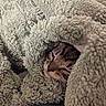 cat, kitten, tabby, sleeping, cozy, blanket, fluffy, fur, pet, animal, indoors, cute, relaxed, snuggled, resting, close_up, portrait, warm, soft_texture, home
