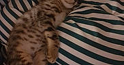 Asher a rejoint le concours — aidez-le/la à gagner de superbes lots ! kitten, cat, sleeping, pet, animal, striped_shirt, person, cuddling, indoors, cozy, relaxed, furry, spotted_fur, tabby, lying_down, closed_eyes, whiskers, paws, warm_lighting, portrait