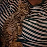 kitten, cat, sleeping, pet, animal, striped_shirt, person, cuddling, indoors, cozy, relaxed, furry, spotted_fur, tabby, lying_down, closed_eyes, whiskers, paws, warm_lighting, portrait