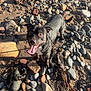 animal, beach, black_dog, canine, daylight, dog, excited, happy, leash, looking_up, nature, outdoor, pet, playful, rocks, sand, seaweed, summer, sunlight, tongue_out