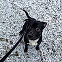 Enzo is registered to the contest to win money with this photo: alert, animal, black_dog, canine, companion, curious, dog, ears, fur, ground, leash, looking_up, nature, outdoor, pet, snow, tail, walking, white_chest, winter