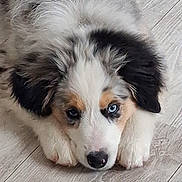 Anubis a rejoint le concours — aidez-le/la à gagner de superbes lots ! adorable, animal, black_fur, blue_eyes, brown_fur, close_up, cute, dog, floor, fluffy, fur, indoor, lying_down, nose, paws, pet, puppy, sleepy, white_fur, young_dog