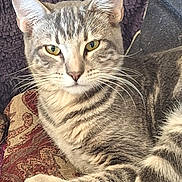 El Tigre is registered to the contest to win money with this photo: animal, blanket, cat, close_up, cushion, cute, domestic_animal, feline, fur, indoor, mammal, patterned_fabric, pet, portrait, relaxed, resting, striped, tabby_cat, whiskers, yellow_eyes