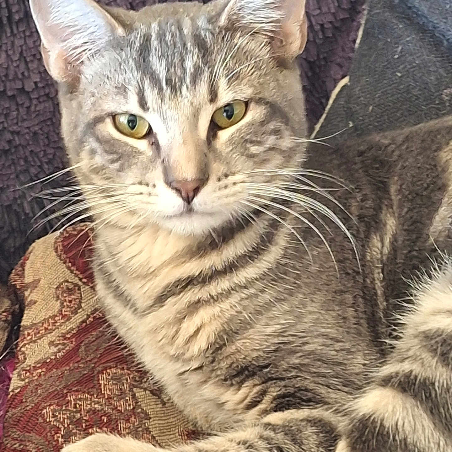 El Tigre is registered to the contest to win money with this photo: animal, blanket, cat, close_up, cushion, cute, domestic_animal, feline, fur, indoor, mammal, patterned_fabric, pet, portrait, relaxed, resting, striped, tabby_cat, whiskers, yellow_eyes